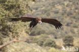 Cinereous Vulture