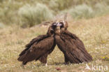 Cinereous Vulture