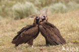 Cinereous Vulture