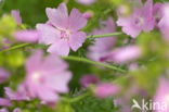 Musk Mallow (Malva moschata)