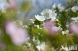 Muskuskaasjeskruid (Malva moschata)