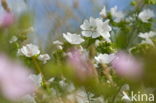 Muskuskaasjeskruid (Malva moschata)