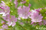 Musk Mallow (Malva moschata)