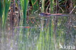 Muskrat (Ondatra zibethicus)
