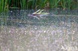 Muskrat (Ondatra zibethicus)