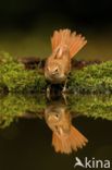 Common Nightingale (Luscinia megarhynchos)