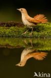 Common Nightingale (Luscinia megarhynchos)