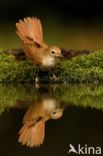 Common Nightingale (Luscinia megarhynchos)