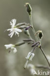 Nottingham Catchfly (Silene nutans)