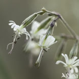 Nachtsilene (Silene nutans)