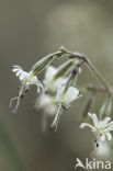 Nottingham Catchfly (Silene nutans)