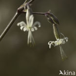 Nottingham Catchfly (Silene nutans)