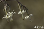 Nottingham Catchfly (Silene nutans)