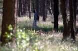 Nationaal Park De Hoge Veluwe