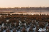 National Park Dwingelderveld