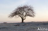 National Park Dwingelderveld