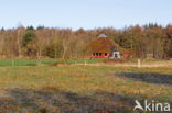 National Park Dwingelderveld