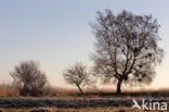 National Park Dwingelderveld