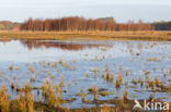 Nationaal park Dwingelderveld