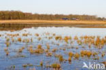 Nationaal park Dwingelderveld