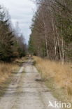 National Park Dwingelderveld