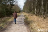 Nationaal Park Dwingelderveld