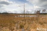 Nationaal Park Dwingelderveld