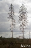 Nationaal Park Dwingelderveld