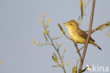 Melodious Warbler (Hippolais polyglotta)