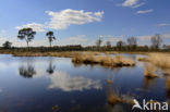 Overasseltse en Hatertse Vennen