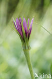 Paarse morgenster (Tragopogon porrifolius)