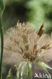 Paarse morgenster (Tragopogon porrifolius)