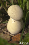 Common puffball (Lycoperdon perlatum)