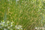 Pitrus (Juncus effusus)