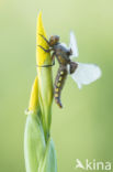 Platbuik (Libellula depressa)