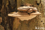 Platte tonderzwam (Ganoderma lipsiense)