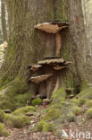 Artist s Conk (Ganoderma lipsiense)