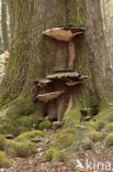 Platte tonderzwam (Ganoderma lipsiense)