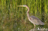 Purple Heron (Ardea purpurea)