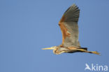 Purperreiger (Ardea purpurea)