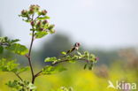 European Goldfinch (Carduelis carduelis)