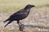 Raaf (Corvus corax)