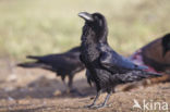 Raaf (Corvus corax)