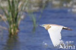 Squacco Heron (Ardeola ralloides)