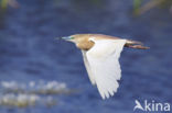 Squacco Heron (Ardeola ralloides)