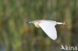 Squacco Heron (Ardeola ralloides)