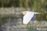 Squacco Heron (Ardeola ralloides)