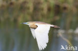 Squacco Heron (Ardeola ralloides)