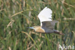 Squacco Heron (Ardeola ralloides)
