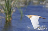 Squacco Heron (Ardeola ralloides)